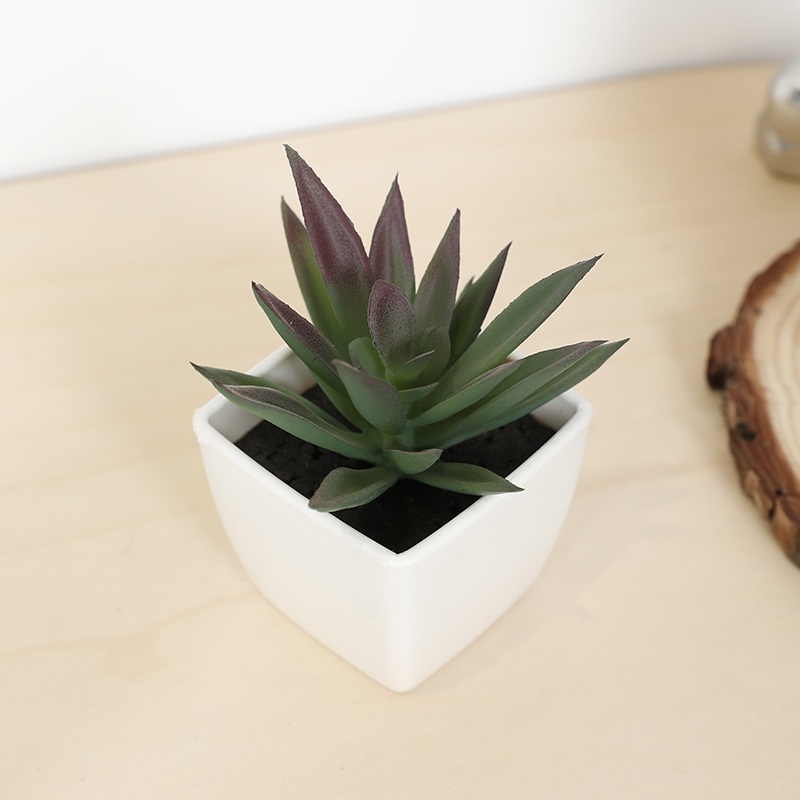 Мини-искусственная суккулентна – обзор и цена Bonsai Garden Zen